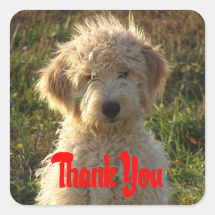 Goldendoodle Puppy Dog Dank u Sticker / Label