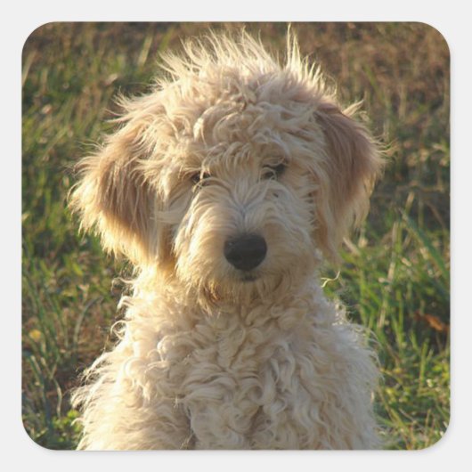 Goldendoodle Puppy Hondengroet Sticker / Label (Voorkant)