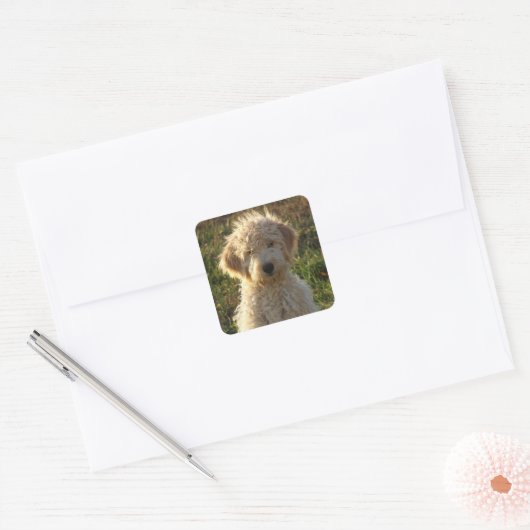 Goldendoodle Puppy Hondengroet Sticker / Label (Envelop)