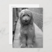 Goldendoodle Puppy In Backyard Briefkaart (Voorkant / Achterkant)
