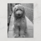 Goldendoodle Puppy In Backyard Briefkaart (Voorkant)