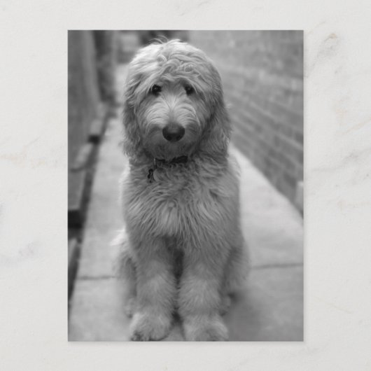 Goldendoodle Puppy In Backyard Briefkaart (Voorkant)