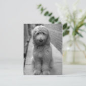 Goldendoodle Puppy In Backyard Briefkaart (Staand voorkant)