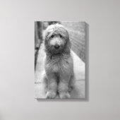 Goldendoodle Puppy In Backyard Canvas Afdruk (Voorkant)