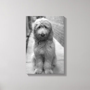 Goldendoodle Puppy In Backyard Canvas Afdruk