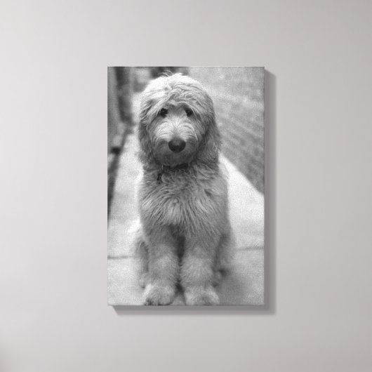Goldendoodle Puppy In Backyard Canvas Afdruk (Voorkant)