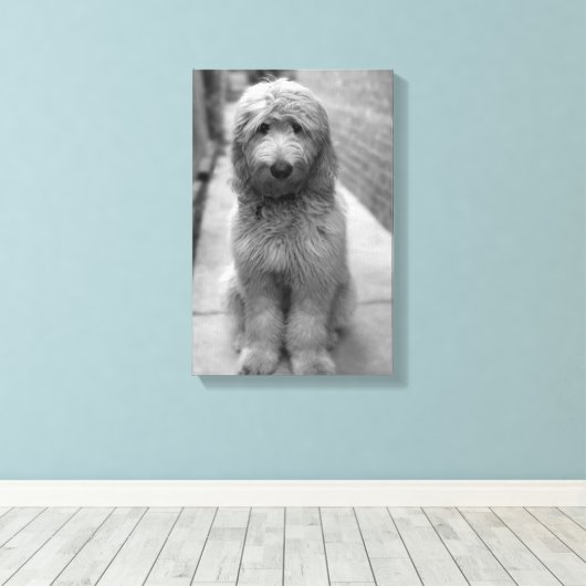 Goldendoodle Puppy In Backyard Canvas Afdruk (Insitu (Houten vloer))