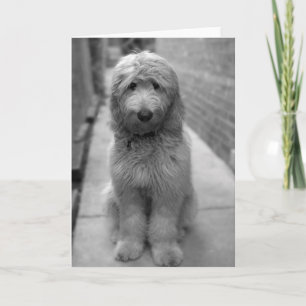 Goldendoodle Puppy In Backyard Kaart