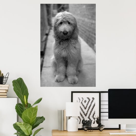 Goldendoodle Puppy In Backyard Poster (Thuiskantoor)