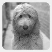 Goldendoodle Puppy In Backyard Vierkante Sticker (Voorkant)