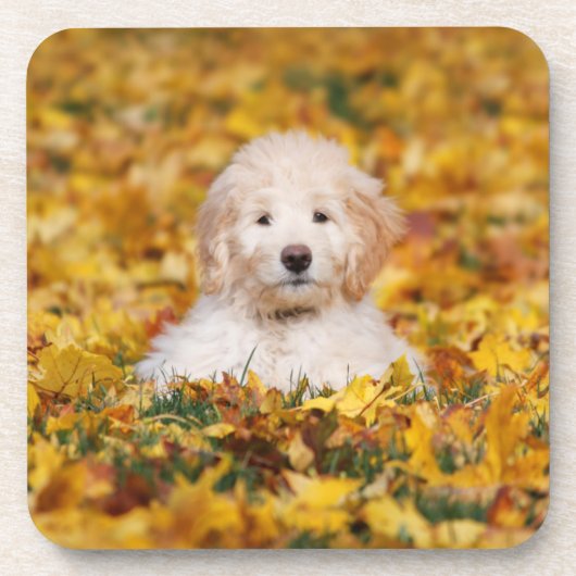 Goldendoodle Puppy In Fall Leaves Bier Onderzetter (Voorkant)