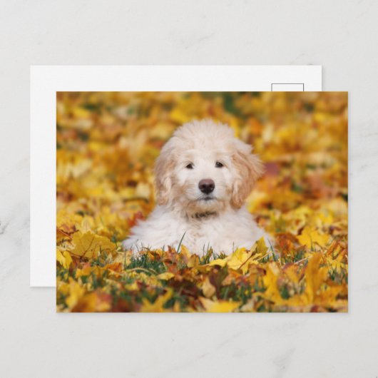 Goldendoodle Puppy In Fall Leaves Briefkaart (Voorkant / Achterkant)