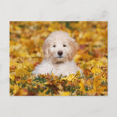 Goldendoodle Puppy In Fall Leaves Briefkaart (Voorkant)