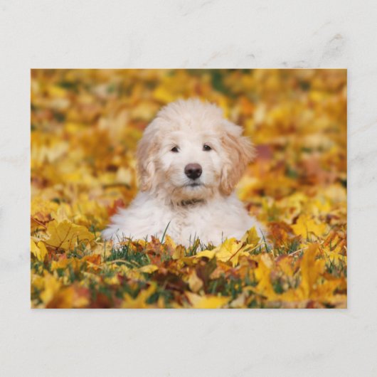 Goldendoodle Puppy In Fall Leaves Briefkaart (Voorkant)