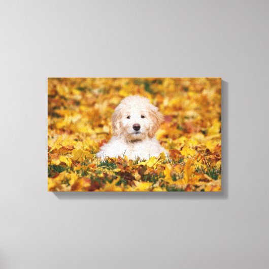 Goldendoodle Puppy In Fall Leaves Canvas Afdruk (Voorkant)