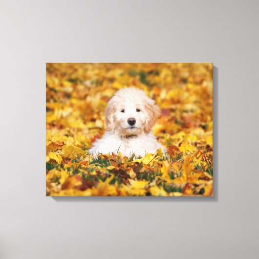 Goldendoodle Puppy In Fall Leaves Canvas Afdruk (Voorkant)