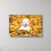 Goldendoodle Puppy In Fall Leaves Canvas Afdruk (Voorkant)