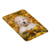 Goldendoodle Puppy In Fall Leaves Magneet (Rechterzijde)