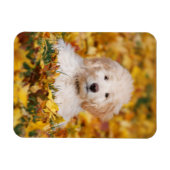 Goldendoodle Puppy In Fall Leaves Magneet (Horizontaal)