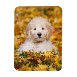 Goldendoodle Puppy In Fall Leaves Magneet