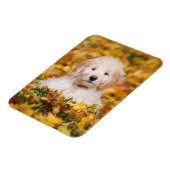 Goldendoodle Puppy In Fall Leaves Magneet (Linkerzijde)