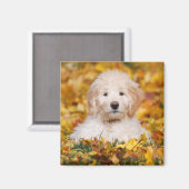 Goldendoodle Puppy In Fall Leaves Magneet (Voorkant / Achterkant)