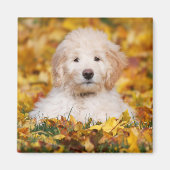 Goldendoodle Puppy In Fall Leaves Magneet (Voorkant)