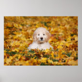 Goldendoodle Puppy In Fall Leaves Poster (Voorkant)