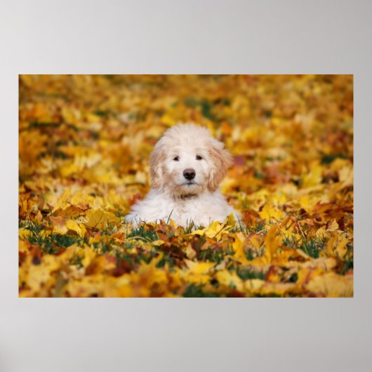 Goldendoodle Puppy In Fall Leaves Poster (Voorkant)
