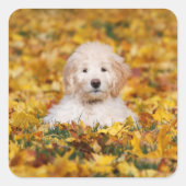 Goldendoodle Puppy In Fall Leaves Vierkante Sticker (Voorkant)