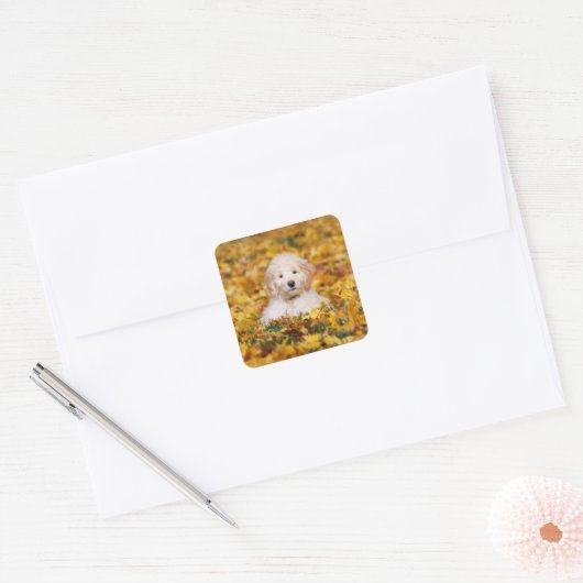 Goldendoodle Puppy In Fall Leaves Vierkante Sticker (Envelop)