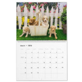 Goldendoodle Puppy Kalender (Mar 2026)
