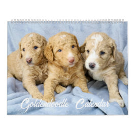 Goldendoodle Puppy Kalender