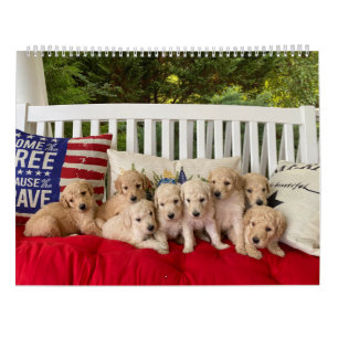 Goldendoodle Puppy Kalender