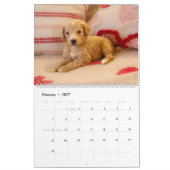Goldendoodle Puppy Kalender (Feb 2027)