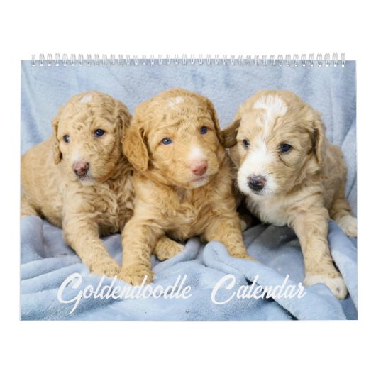 Goldendoodle Puppy Kalender (Hoes)