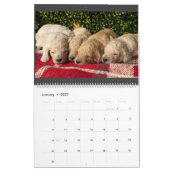 Goldendoodle Puppy Kalender (Jan 2027)