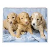 Goldendoodle Puppy Kalender (Hoes)