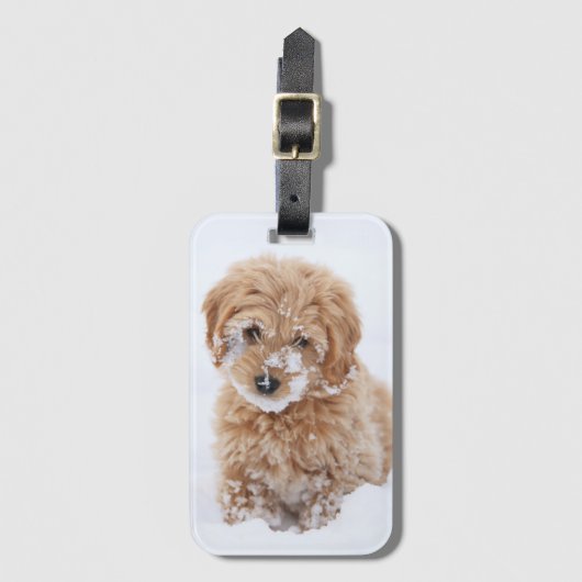 Goldendoodle Puppy Met Sneeuw Op Gezicht Bagagelabel (Voorkant (verticaal))