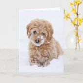 Goldendoodle puppy met sneeuw op gezicht kaart (Gele Bloem)