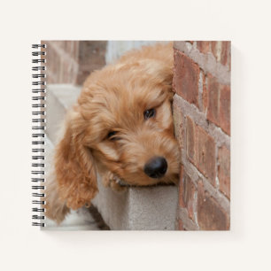 Goldendoodle Puppy Peking Notitieboek
