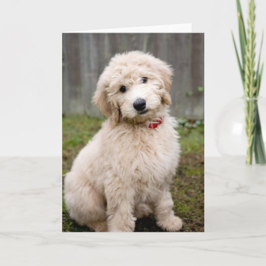 Goldendoodle Puppy Sits in Grass Kaart (Voorkant)