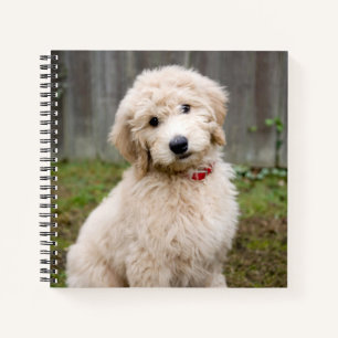 Goldendoodle Puppy Sits in Grass Notitieboek