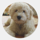 Goldendoodle Sticker (Voorkant)