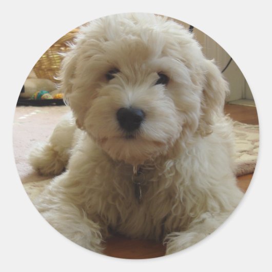 Goldendoodle Sticker (Voorkant)
