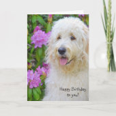 Goldendoodle Verjaardag Kaart (Voorkant)