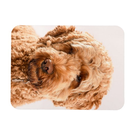 GoldendoodStudio Portret Magneet (Horizontaal)