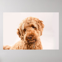 GoldendoodStudio Portret