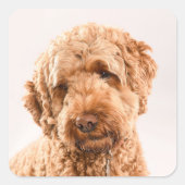 GoldendoodStudio Portret Vierkante Sticker (Voorkant)