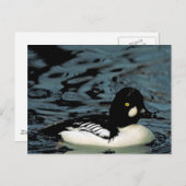 Goldeneye Duck Briefkaart (Voorkant / Achterkant)